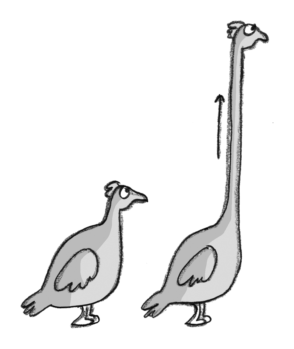 Desert-Quails